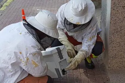 Los bomberos advierten de la proliferación de himenópteros en las casas: «Llama al 112»