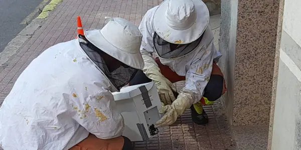 Los bomberos advierten de la proliferación de himenópteros en las casas: «Llama al 112»