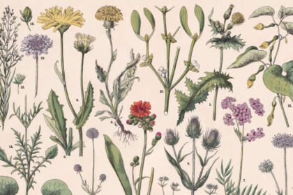 Descubre el significado histórico de estas 7 flores