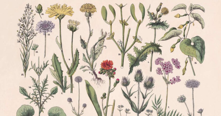 Descubre el significado histórico de estas 7 flores