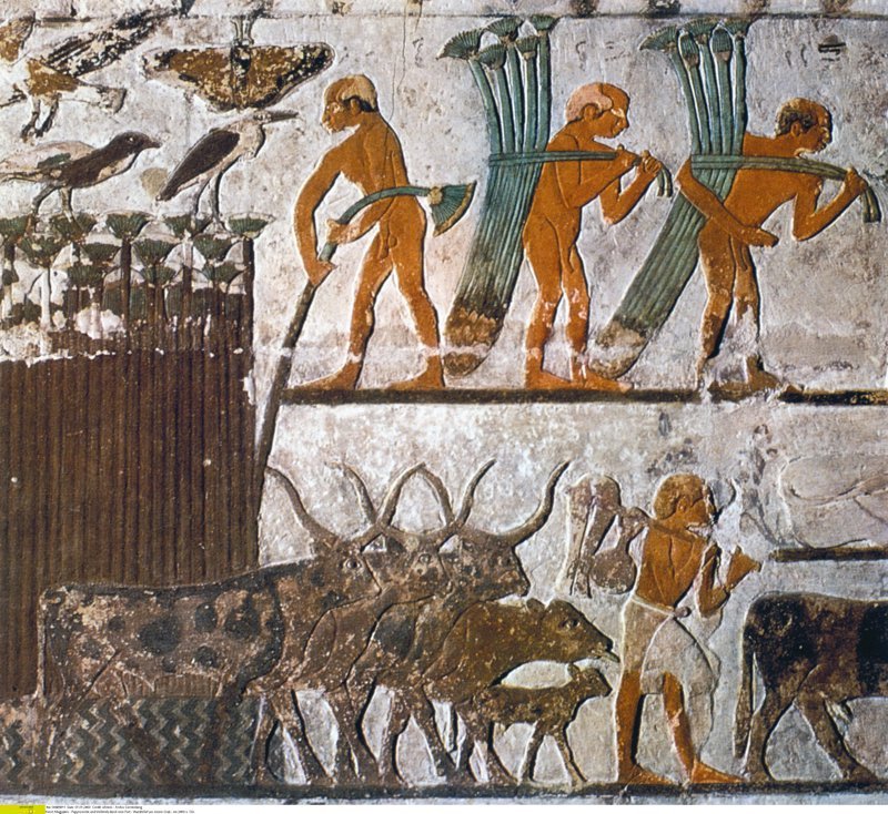 Grabado procedente de una tumba en Saqqara en el que puede verse a varios hombres recolectando la planta de papiro.