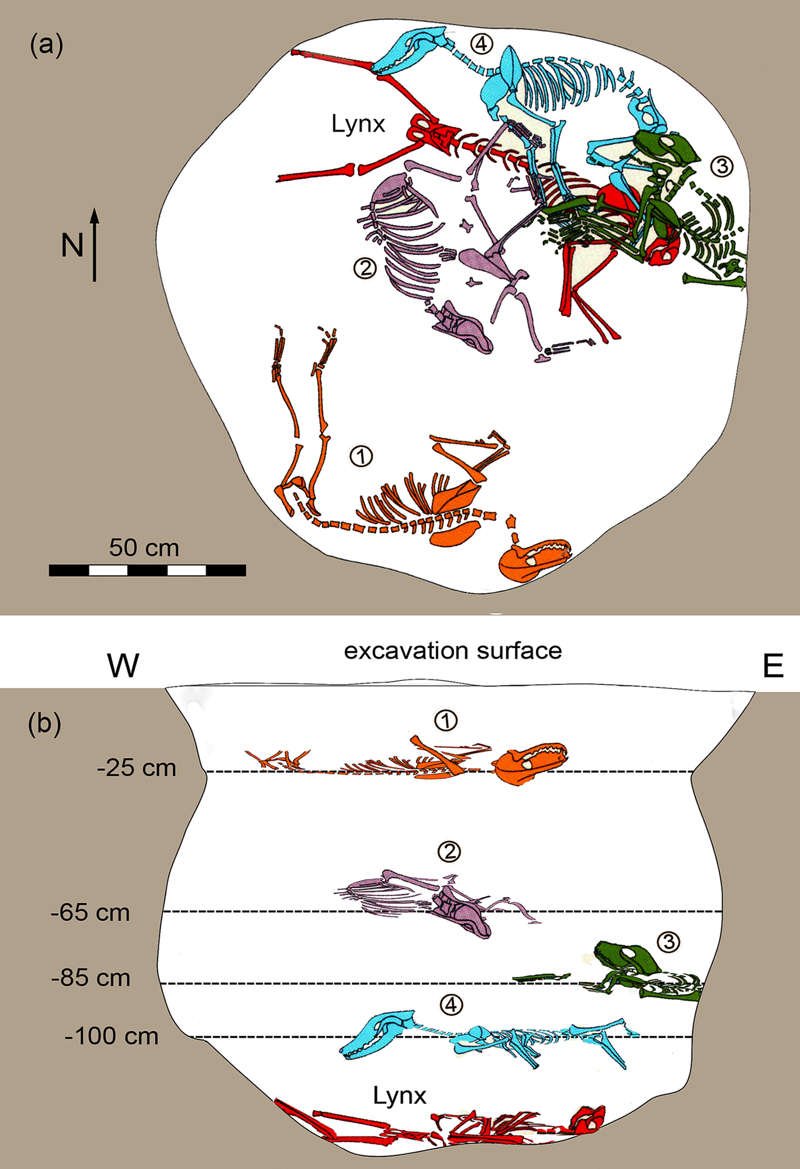 (Imagen a) Disposición horizontal de los cuatro perros y el lince en el interior del pozo. (Imagen b) Sección vertical oeste-este del interior del pozo. El esqueleto del lince está coloreado en rojo en ambas ilustraciones.