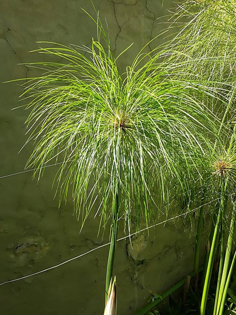 Imagen de la planta del papiro (Cyperus papyrus).