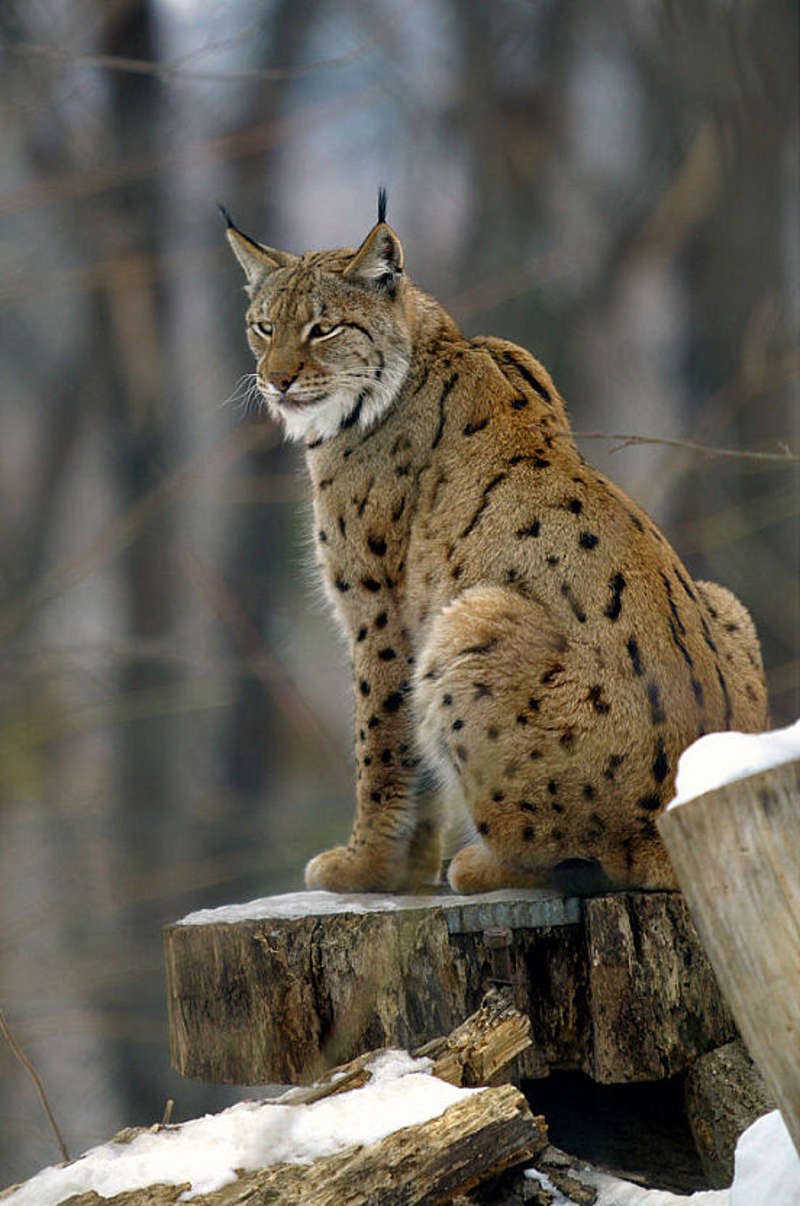 Imagen de un lince euroasiático (Lynx lynx) tomada en el zoo de Viena.