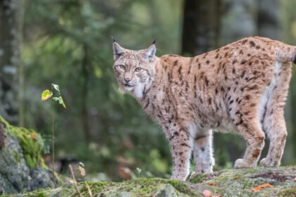 Offering table of Ankhshepenwepet 25d Thebe (RMO Leiden 750 650bc)