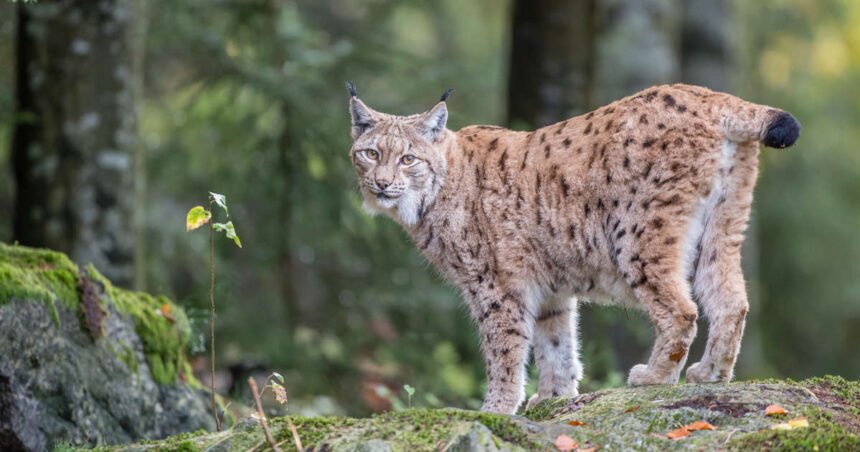 Offering table of Ankhshepenwepet 25d Thebe (RMO Leiden 750 650bc)