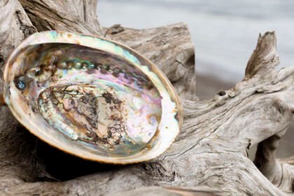 El nácar, la gran riqueza de los franciscanos en Tierra Santa