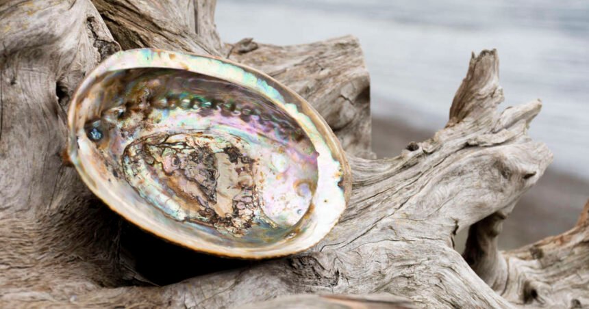 El nácar, la gran riqueza de los franciscanos en Tierra Santa