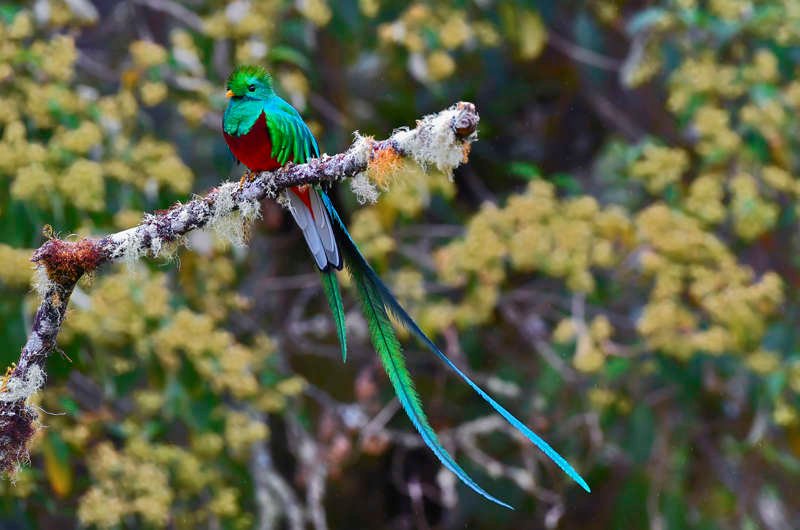 Quetzal posado en una rama. Destacan sus largas plumas caudales, las preferidas por mayas y aztecas para elaborar tocados.