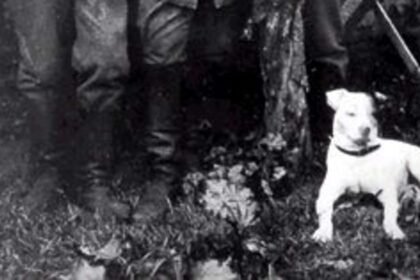 El perro al que Hitler quería más que a sus propios compañeros