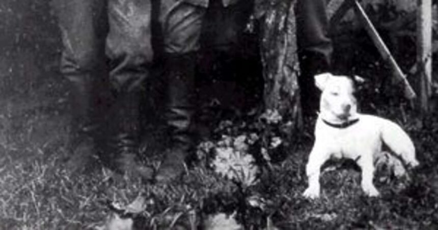 El perro al que Hitler quería más que a sus propios compañeros