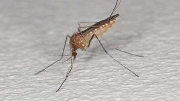 Qué es el virus del Nilo Occidental y por qué mantiene en alerta a España