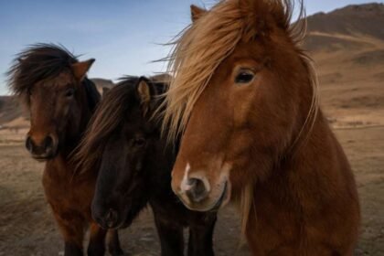 Además de los tres búnkeres encontraron 15 estructuras más bajo el parque natural protegido.