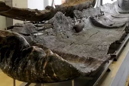 Además de los tres búnkeres encontraron 15 estructuras más bajo el parque natural protegido.