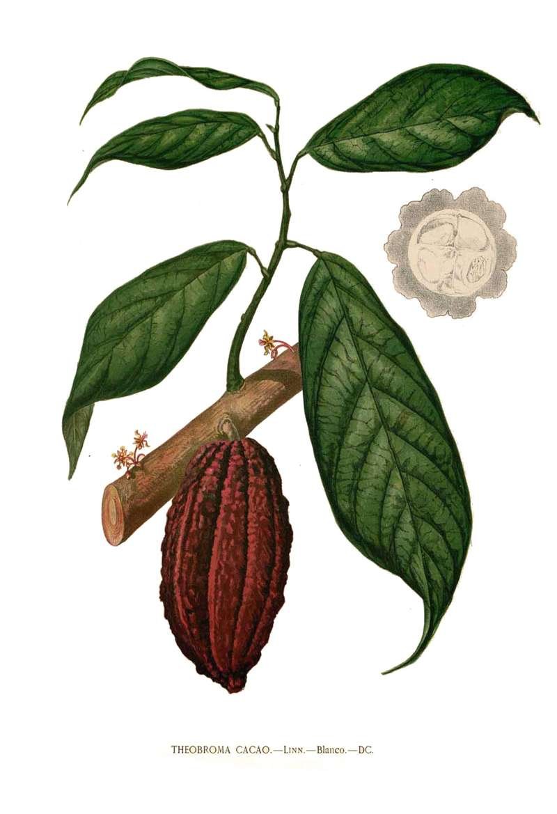 Dibujo naturalista de la planta del cacao (Theobroma cacao). 1880-1883.