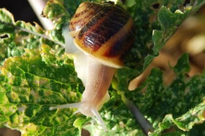 Andalucía incrementa un 88% la importación de caracoles de Marruecos en detrimento del autóctono