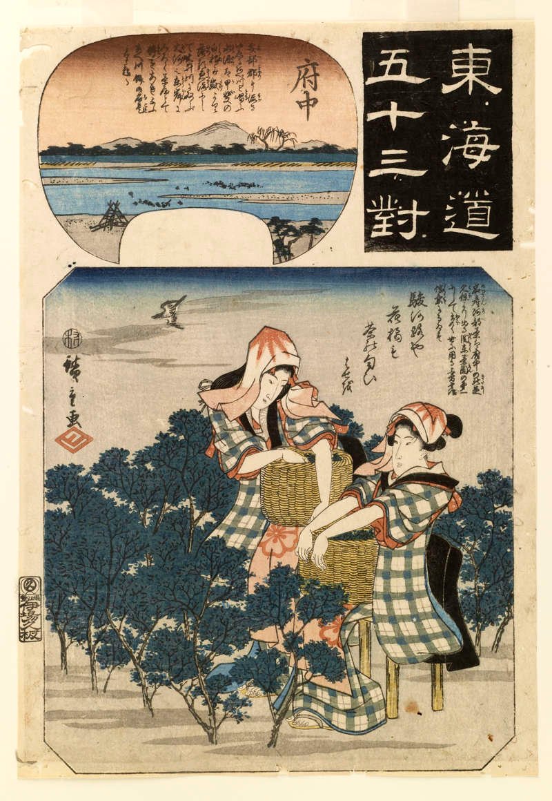 Japón origen del té