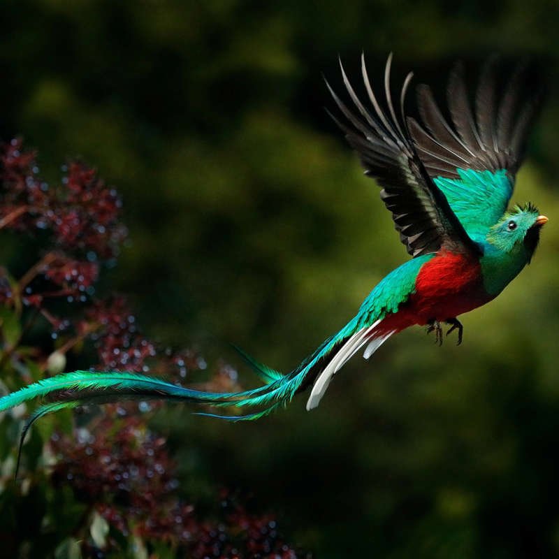 Un quetzal macho vuela en las selvas de Costa Rica luciendo su hermoso plumaje verde y rojo, tan apreciado por mayas y aztecas.
