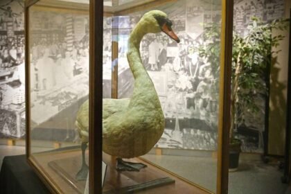El cisne más famoso de Florida