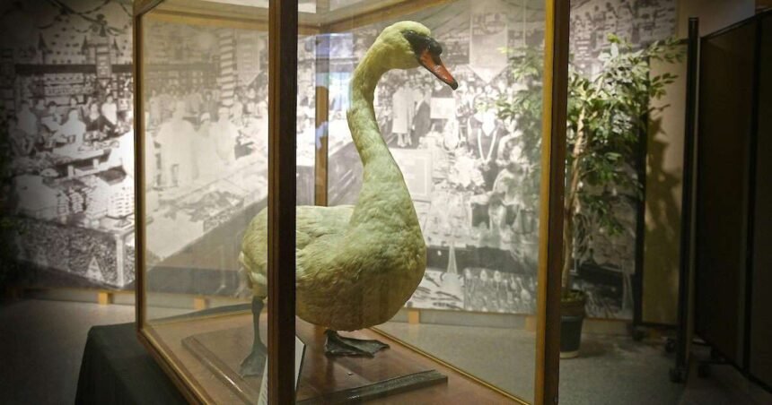 El cisne más famoso de Florida