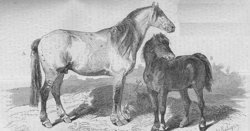 ¿Sabías que el bidet se llama así por una raza de caballo?