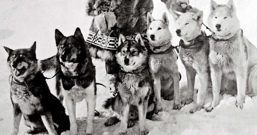 Balto no fue el único