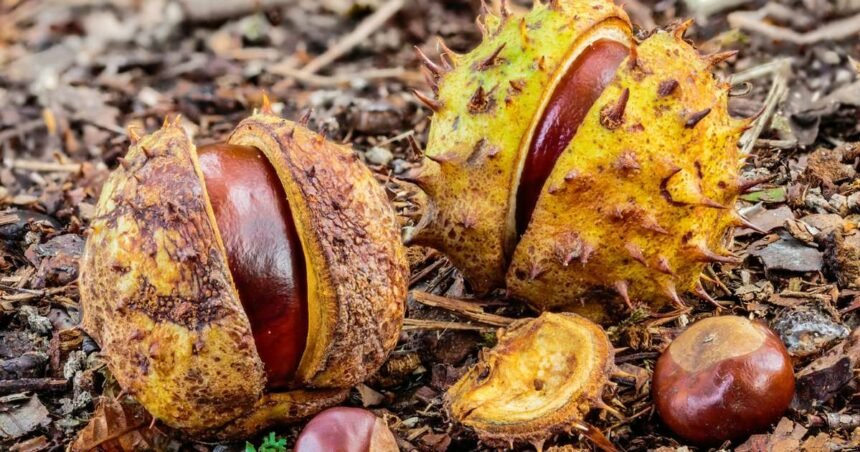 Castro del Río (Feranza)