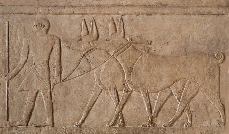 Un hombre conduce a dos perros tipo lebrel gigantes. Relieve de la tumba de Mereruka en Saqqara.