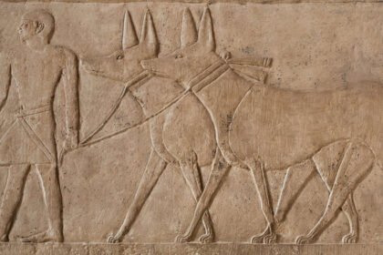 Un hombre conduce a dos perros tipo lebrel gigantes. Relieve de la tumba de Mereruka en Saqqara.